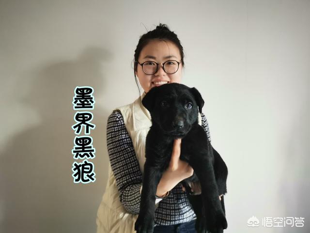 玛氏宠物护理主管待遇咋样:宠物美容师行业前景怎么样，薪水如何？