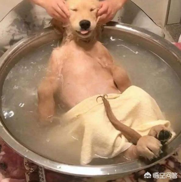 狗狗冲冲冲在线观看:冬季给狗狗洗澡，会有什么样的洗澡误区吗？