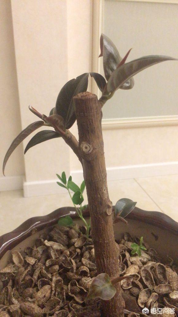 印度橡皮树如何分叉:橡皮树重修剪到没有叶还能发芽吗？