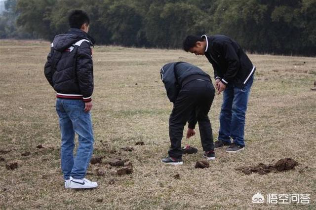 四脚蛇屎的图片:为什么人在临死前都会排光大小便？
