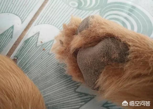 犬瘟热后遗症视频:狗瘟好治吗，狗狗得了有什么症状？