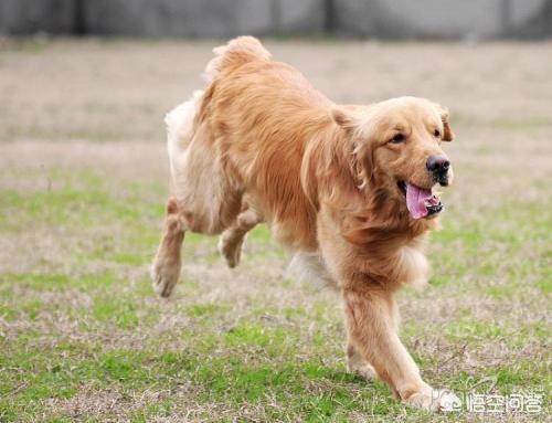 怎样养宠物狗金毛:金毛在饮食上有什么需要注意？