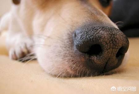 保定狗市的狗健康吗:泰迪犬有什么特征是表示它非常健康的呢？