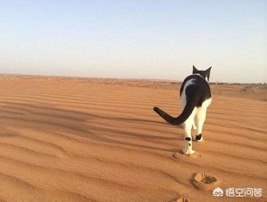 小猫吃鱼儿童画图片:陆生的猫为什么会被认为喜欢吃水里的鱼？