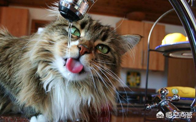 盆景猫:小猫咪开始能喝水了，是喝烧开的水，还是直接就能喝自来水？
