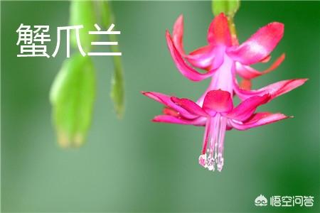 假昙花为什么不开花:假昙花为什么不开花呢 我这株是蟹爪兰还是假昙花？有什么区别？