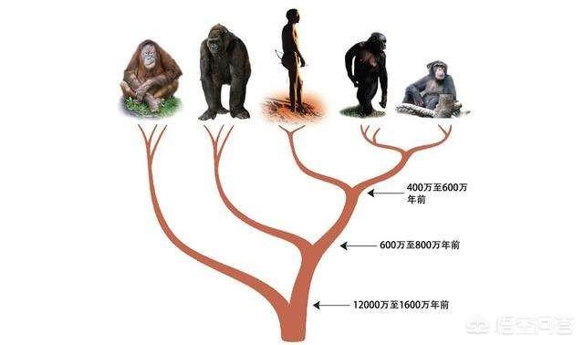 克罗斯河大猩猩图片:《极度恐慌》这个电影好看吗？