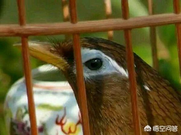 贵州凯里最好的画眉鸟图片:为什么有人说画眉鸟当中的“烂头屠夫”宁可撞笼，也不落性？