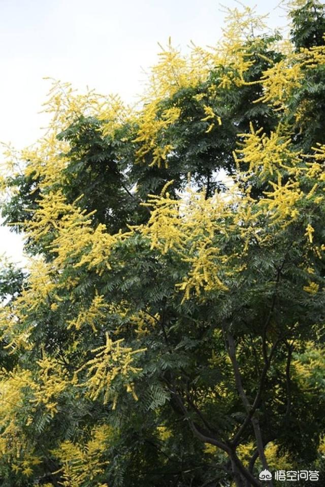 栾树彬:栾树什么时候开花？为什么？