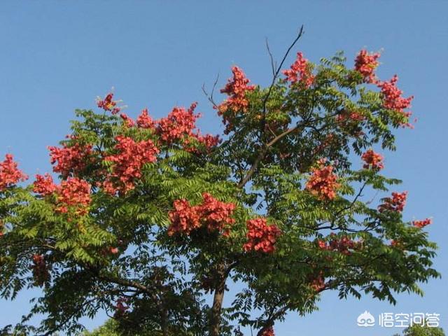 栾树彬:栾树什么时候开花？为什么？