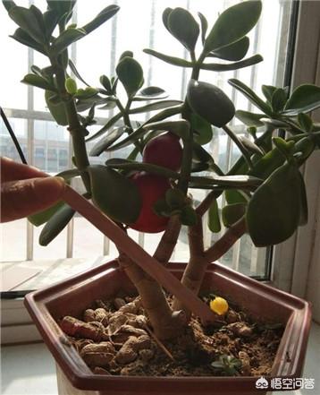 玉树养成盆景的几个技巧，为什么有人养在室内就容易挂掉呢？插图31