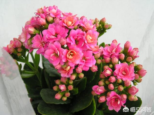 优昙花什么时候开的:长寿花的花期是什么时候？