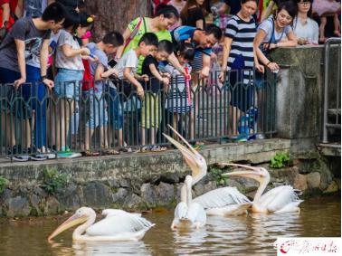 广州动物园攻略(带孩子去广州动物园攻略)