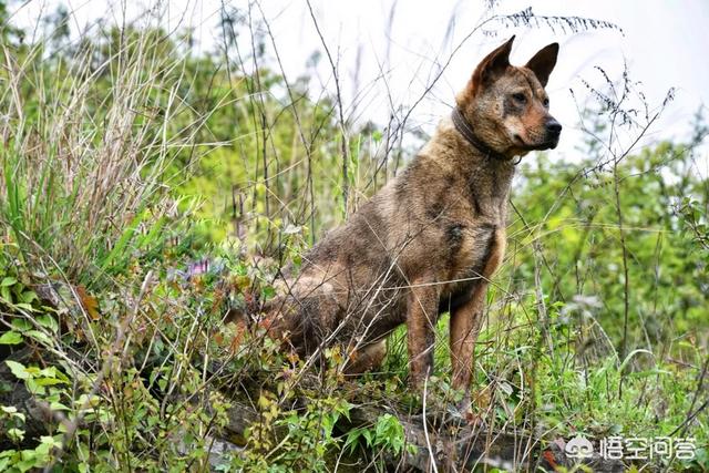 奥达猎犬品种:波音达和蓝斑猎犬是一个品种吗？
