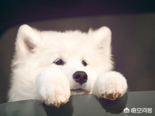 微笑天使狗萨摩耶犬能活几年:萨摩耶犬如果好好养，寿命能变长吗？