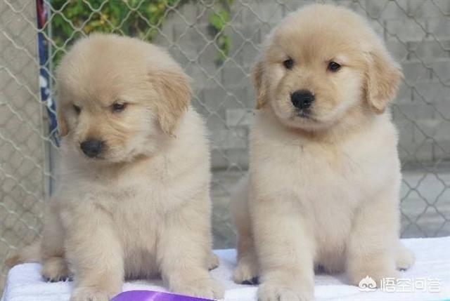 东非猎犬生病怎么办:人们做的什么事情会让金毛犬感到很害怕？