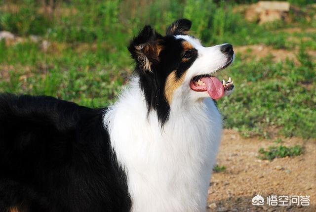 训练训边境牧羊犬怎么训练:边境牧羊犬的服从性怎么样？为什么？