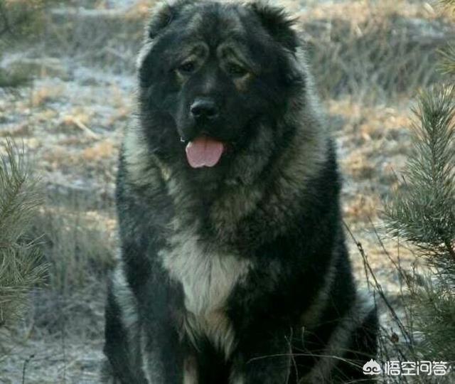 什么狗能咬死藏獒照片:为什么青藏高原孤狼能单挑6条藏狗，并且还吃掉一条狗？