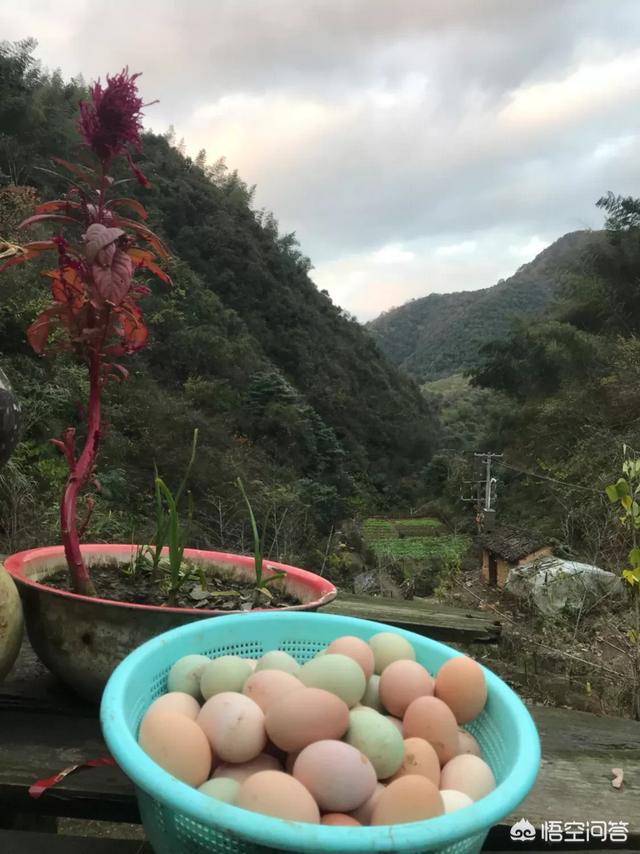 乌鸡为啥在食疗圈广受欢迎，打算养土鸡，啥品种好，养公鸡还是养母鸡合适