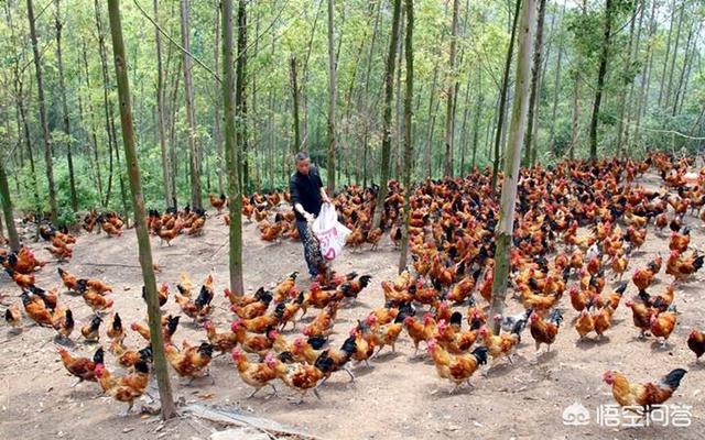 致富经养杜宾犬视频:40岁不想在外打工啦，想回农村创业，有什么养殖项目介绍吗？ 致富经养杜宾犬