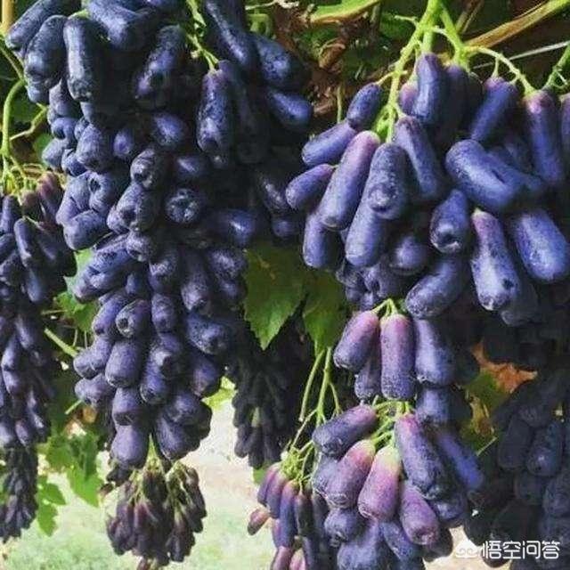 蓝宝石葡萄种植方法:美国蓝宝石葡萄品种在山东能种植吗，该怎么办？