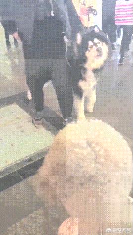 阿拉斯加犬性格太温顺了:阿拉斯加好养吗？适合女生养吗？