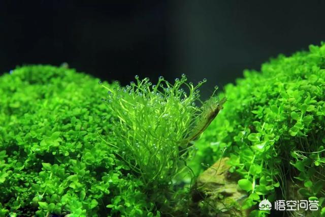 王超水草造景:如何成为一个水草缸造景大师？