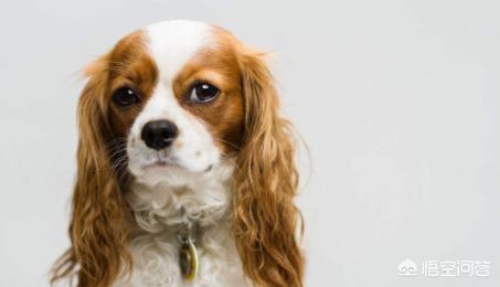 骑士查理王猎犬2020年新款:适合城市里养的狗狗有哪些？能否推荐下？