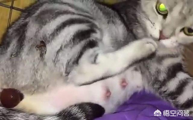 地中海孟加拉猫舍:母猫生完小猫还在流血，正常吗？该怎么办？