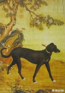 山东猎犬:二郎神的“哮天犬”到底是什么狗？