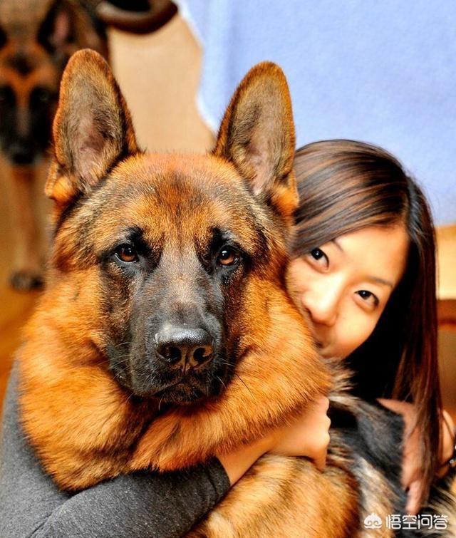 一岁的德国牧羊犬吃什么:家养德牧一岁，太温顺不咬人不叫唤，应该怎么办？