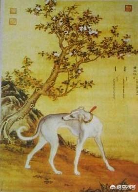 猎豹犬:中国的细犬是什么犬？现在的境况如何？