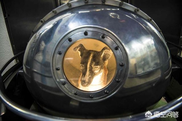 太空狗，50年前被首次送上太空的小狗，如今到底怎样了