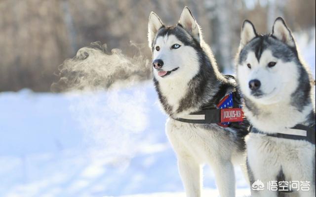 雪橇三傻哪只最好看:你觉得“雪橇三傻”里哪个最傻？