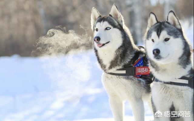 雪橇三傻哪只最好看:凑齐雪橇三傻是种什么体验？