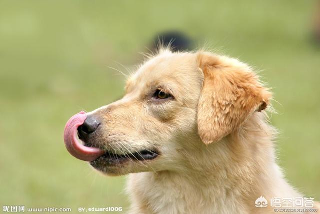 宠物转让信息:怀柔周边哪里有宠物犬出售？