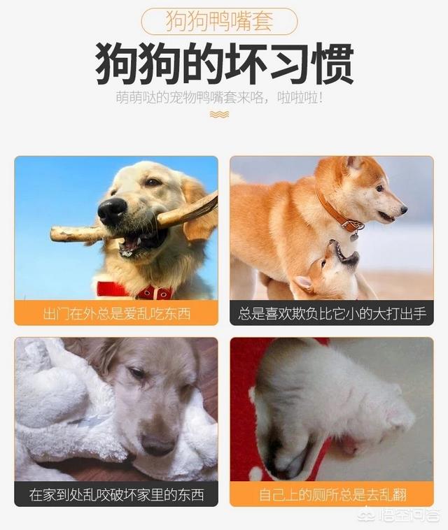 茶杯犬是怎么做出来的:如何给茶杯犬购买或制作嘴套？