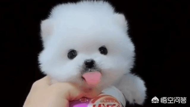 八哥犬衣服怎么做:饲养巴哥犬有哪些雷区不能犯？