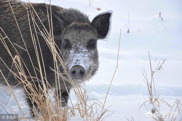 罗得西亚背脊犬打野猪视频:气枪在多远的距离能打死野猪？