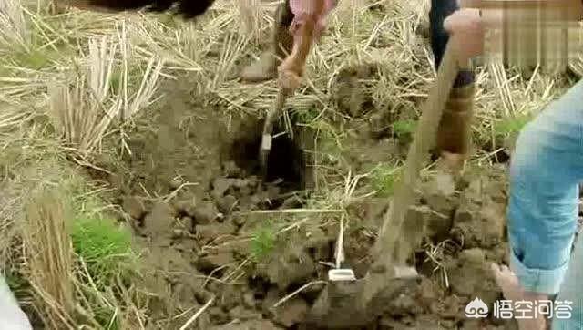踏笼捕伯劳鸟视频:十几年前农村捕蛇不可缺少的三样工具你们知道是什么吗？ 踏笼抓伯劳鸟视频