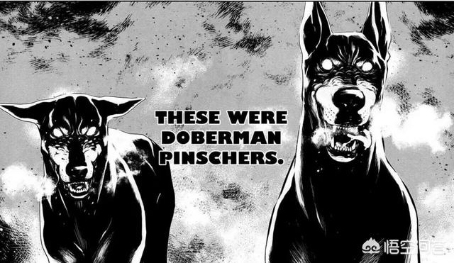 德国杜宾犬名字:杜宾犬为什么会分为德系和美系？ 杜宾犬取名字大全