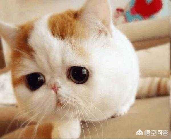 猫腮帮和品种有关吗？猫咪腮帮不圆吃什么比较好？