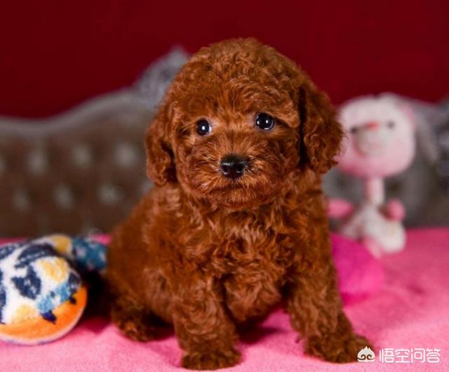 纯种泰迪犬 白色:影响泰迪价格的因素是什么？