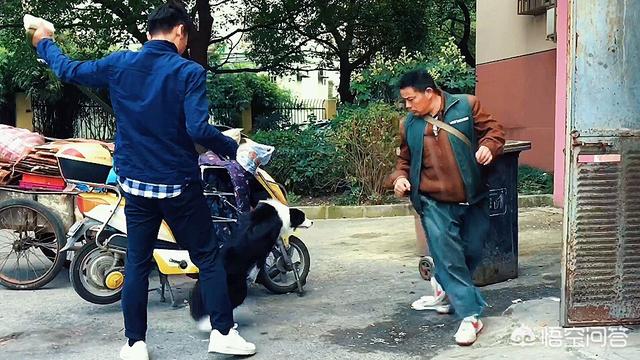 边牧训练教程边境牧羊犬怎么训练:边牧几个月的时候开始训练最好？