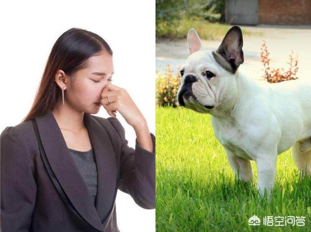 法国斗牛犬图片:法国斗牛犬在什么情况下是不能洗澡的呢？