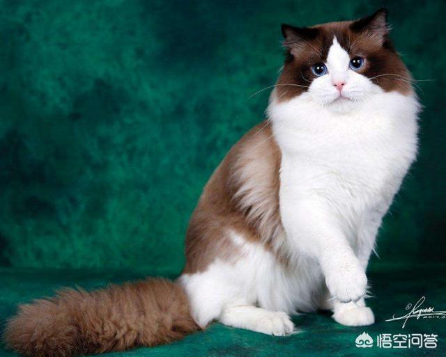 墙壁猫爬架:如何让猫咪拥有一身漂亮毛发？