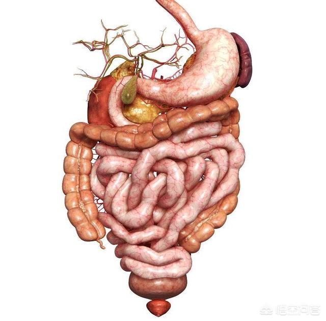 肠道出血:肠道出血 胃出血还是肠出血该如何判定？