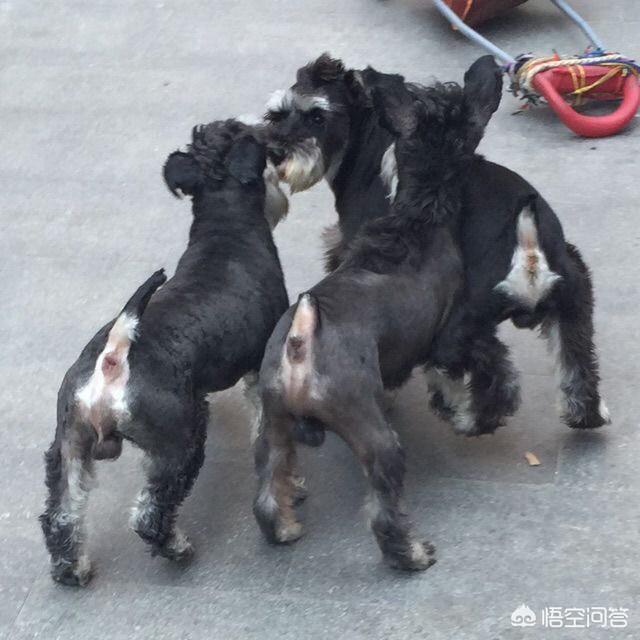 哥顿雪达犬怎么养:哥顿雪达犬饲养方法 雪纳瑞好养吗？为什么那么少人养？