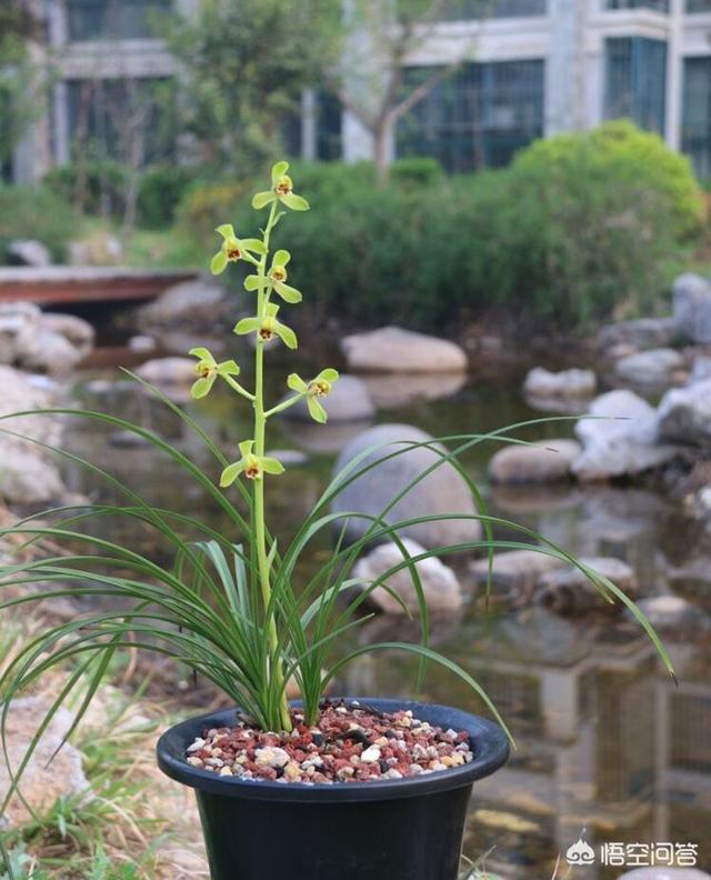 石花菜生长在什么地方,黄鳝一般生长在什么地方？