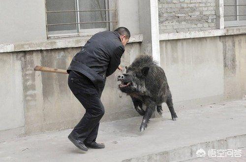 冬泉豹幼崽在哪儿买:在山上碰到野猪以后，如何应对，才能够保全自己？
